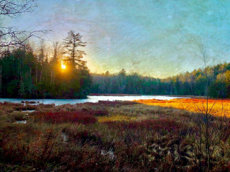Northwoods Beaver Pond