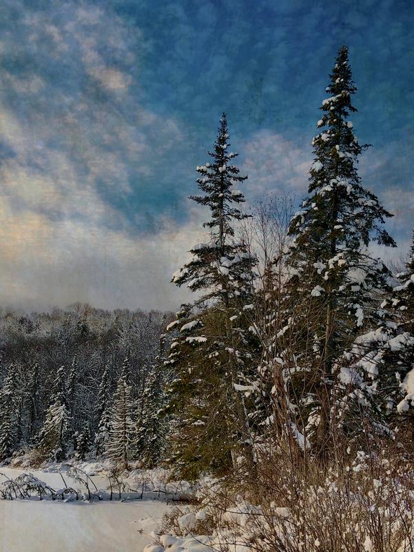 Curtis Pond Balsam Trees